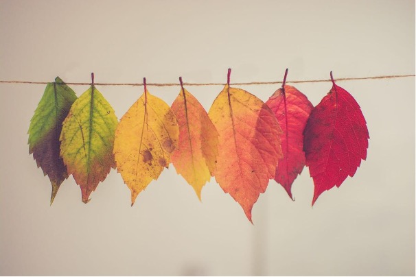feuilles d'arbes sur une ligne